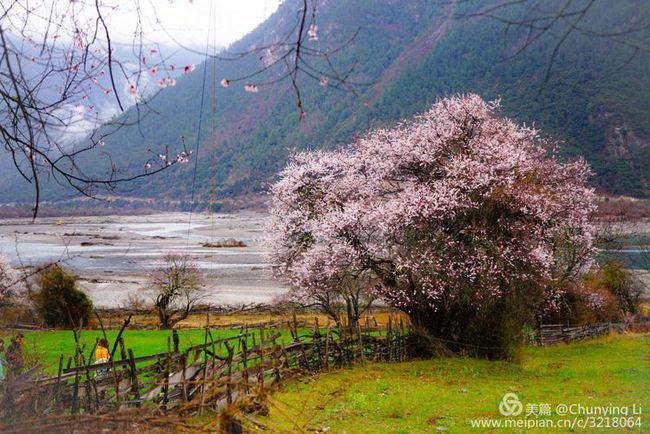 人间仙境 西藏林芝三月桃花游记