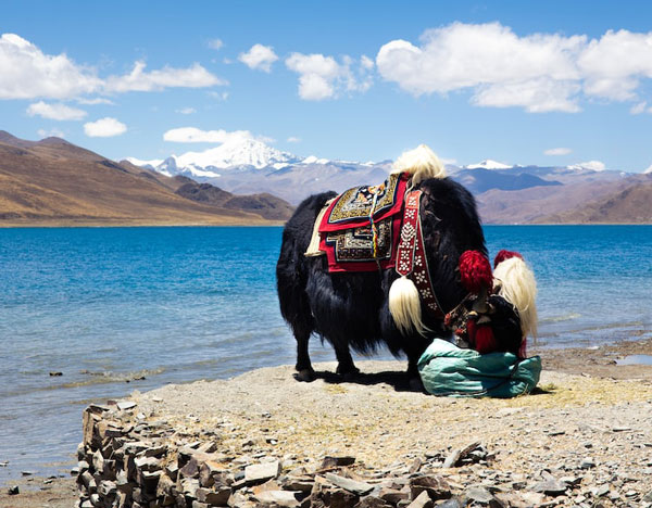 包车去西藏要多少钱？