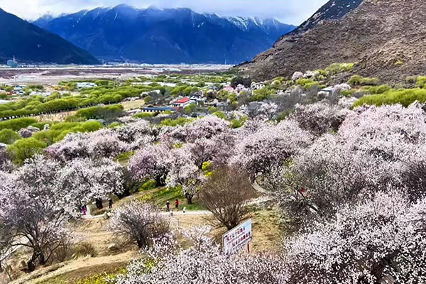 林芝嘎拉桃花村