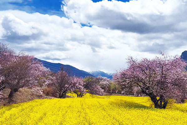 林芝嘎拉桃花村