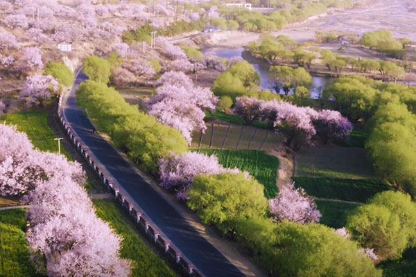 林芝嘎拉桃花村