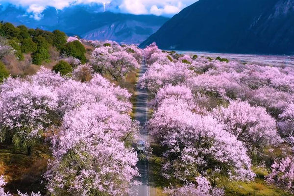 嘎拉桃花村