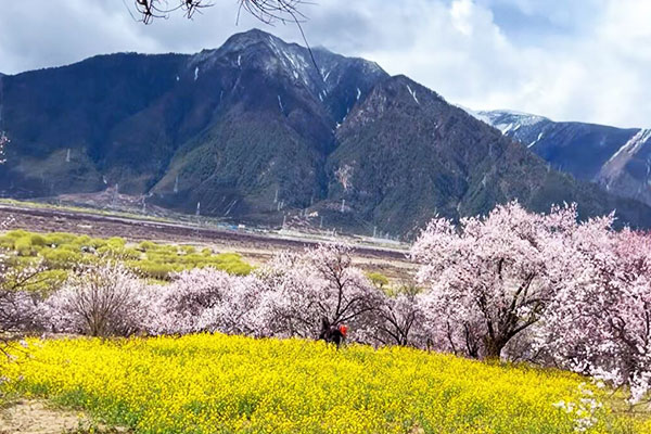 林芝嘎拉桃花村